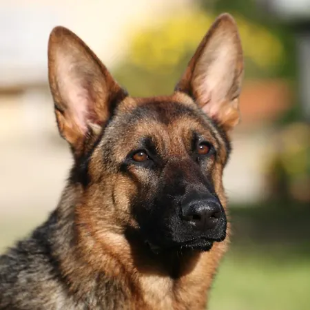 La Collina Del Riccio *