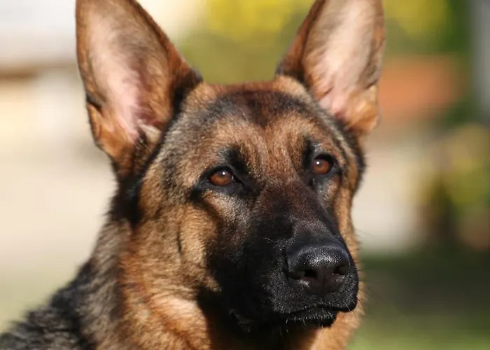 La Collina Del Riccio *